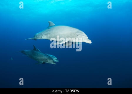 Wild bottlenose dolphins swim in the underwater scenery of Revillagigedo Archipelago