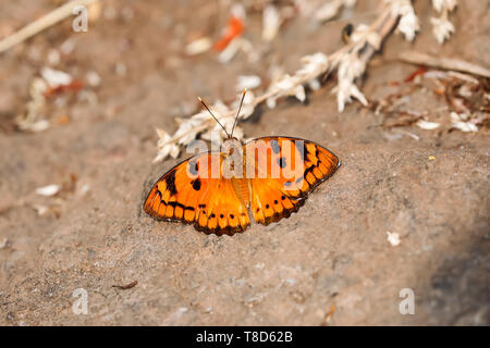 Euthalia nais, the baronet, is a species of Nymphalid butterfly found in South Asia. Stock Photo