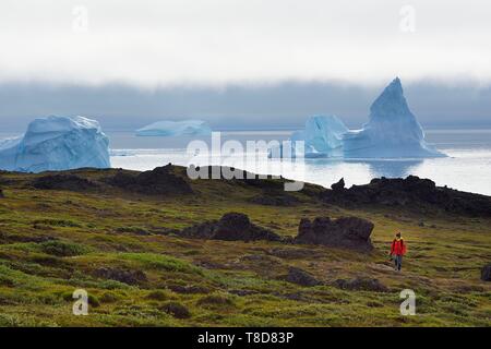 Greenland, west coast, Disko Island, Qeqertarsuaq village bay, hiker walking in the tundra and icebergs in the background Stock Photo