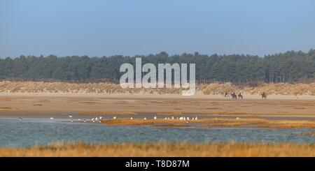 France, Somme, Bay of Somme, Natural Reserve of the Bay of Somme, Le Crotoy, Beaches of Maye, Strollers coming to observe the birds in the Bay of Somme in the nature reserve at high tide Stock Photo