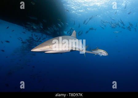 Elegant silky shark (Carcharhinus falciformis) swimming under the boat through an underwater scenery of Revillagigedo Archipelago Stock Photo