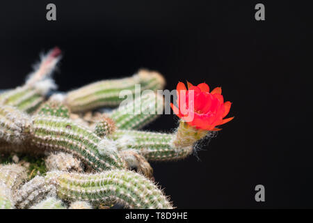 cactus in a pot on blackboard background, succulent plant Stock Photo