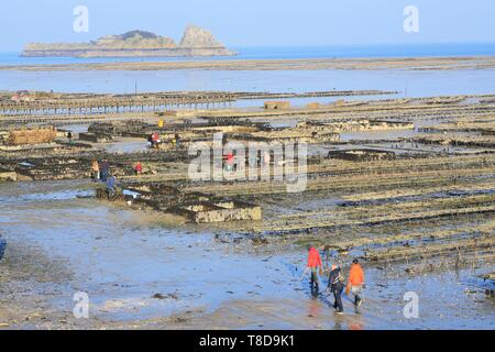 France, Ille et Vilaine, Emerald Coast, Cancale, oyster beds with the bottom of the Rimains Stock Photo