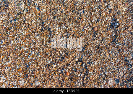 Natural background from different seashells Stock Photo