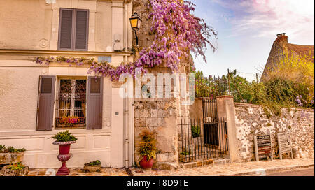 Wisteria blooming on the walls of the former church Saint-Thibaut and the adjacent house at Provins, Île-de-France, France Stock Photo