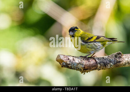 A male siskin in spring in mid Wales Stock Photo