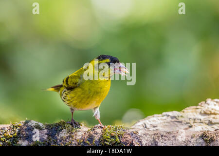 A male siskin in spring in mid Wales Stock Photo