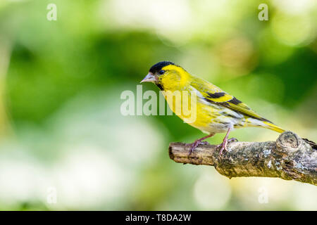 A male siskin in spring in mid Wales Stock Photo