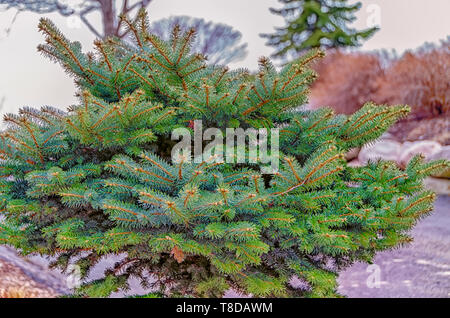 A young and healthy pine tree in a garden of a home. Stock Photo