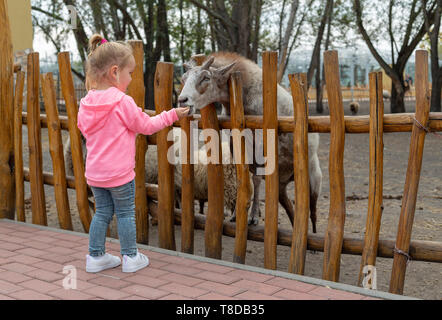 Young adorable girl feeding animals with a kibbles on a ranch on cold fall day. Pretty female child giving food to animal over fence. Stock Photo