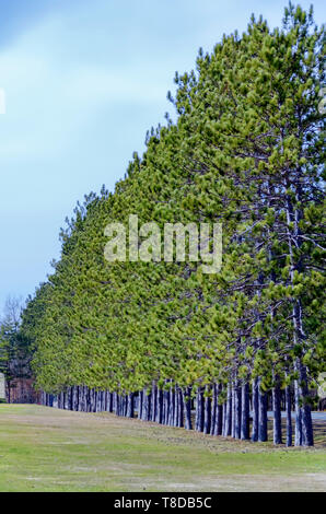 A row of pine trees next to a golf course in Michigan, USA. Stock Photo