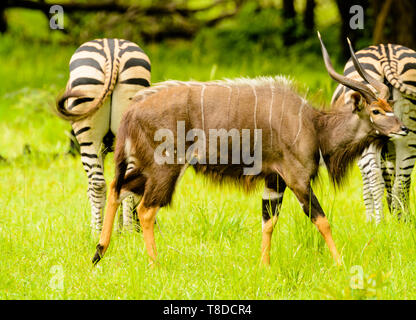 Male Nyala walks behind two zebra Stock Photo