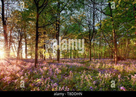 English bluebell woodland with stunning sunrise light shining through the trees. Purple wild spring flowers landscape in full bloom. Stock Photo