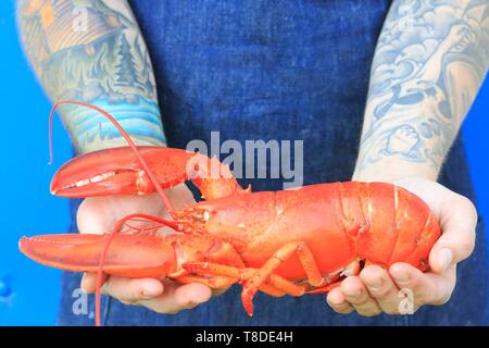 Canada, New Brunswick, Acadie, Moncton, Little Louis restaurant, presentation of a lobster Stock Photo