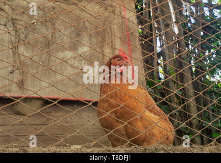 hen behind the rusted net of an old rustic chicken coop. in the country side Stock Photo