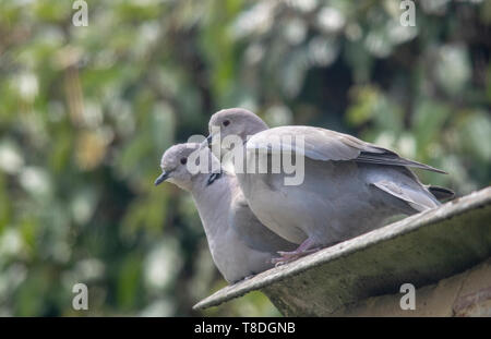 Collared Doves Stock Photo