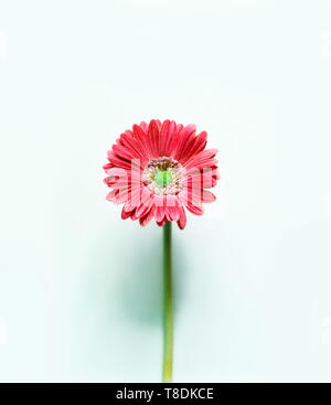 Gerbera daisy on blue background. Minimalistic concept. Stock Photo