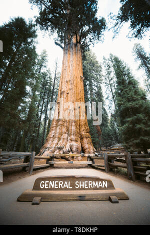 Scenic view of famous General Sherman Tree, by volume the world's largest known living single-stem tree, Sequoia National Park, California, USA Stock Photo
