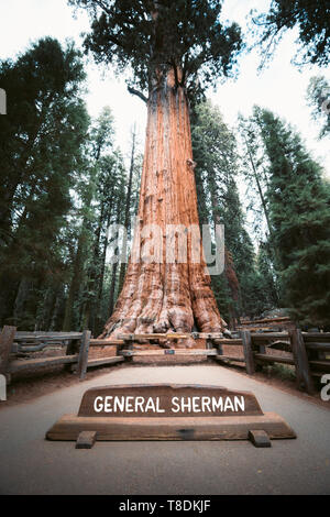 Scenic view of famous General Sherman Tree, by volume the world's largest known living single-stem tree, Sequoia National Park, California, USA Stock Photo