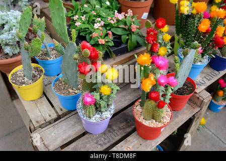 Colourful Display of Multi-coloured Flowering Cacti, Cactus or Cactuses for sale in Garden Centre Stock Photo