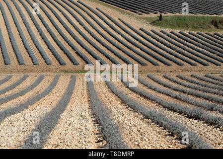 Abstract Pattern of Lavender Field Patterns Stock Photo