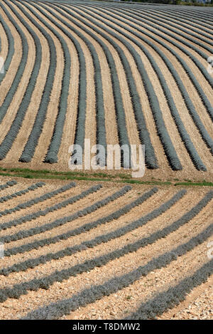 Abstract Field Patterns of Lavender Fields in Winter near Moustiers-Sainte-Marie Provence France Stock Photo