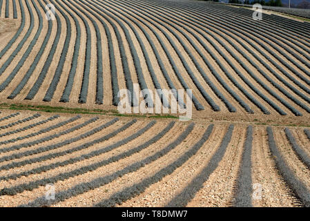 Abstract Field Patterns of Lavender Fields in Winter near Moustiers-Sainte-Marie Provence France Stock Photo
