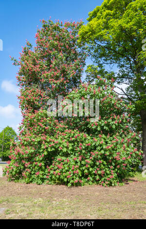 Red horse chestnut tree (Aesculus carnea, Aesculus X carnea, a fertile hybrid species) with red or pink flowers during May, spring flowering, UK Stock Photo