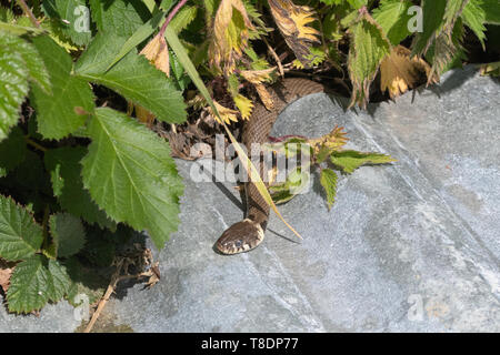 Grass snake (Natrix helvetica) basking in the sun, UK Stock Photo