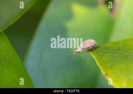 Weevil, a small insect, on rhododendron leaf, UK Stock Photo