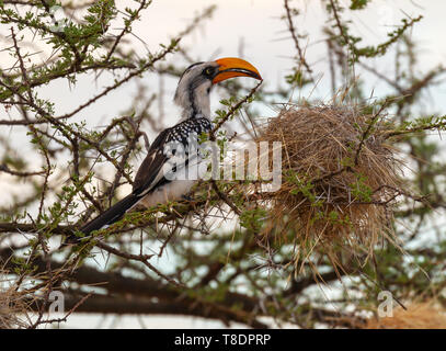 Eastern yellow-billed hornbill, Tockus flavirostris, perched on branch with other bird large nest Samburu National Reserve, Kenya, East Africa Stock Photo