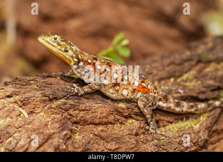 Female red-headed rock agama lizard, Agama agama, on tree branch, Samburu National Reserve, Kenya, East Africa Stock Photo