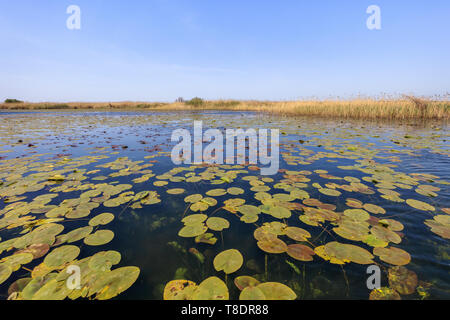 landscape in the Danube Delta, Romania, Europe Stock Photo