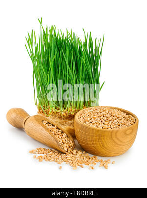 Wheat green sprouts, wheat seeds in the wooden bowl isolated on white background Stock Photo