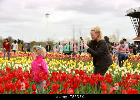 Holland, USA. 12th May, 2019. People visit the annual Tulip Time Festival in the city of Holland, Michigan state, the United States, on May 12, 2019. The festival was held from May 4 to May 12. Credit: Wang Ping/Xinhua/Alamy Live News Stock Photo