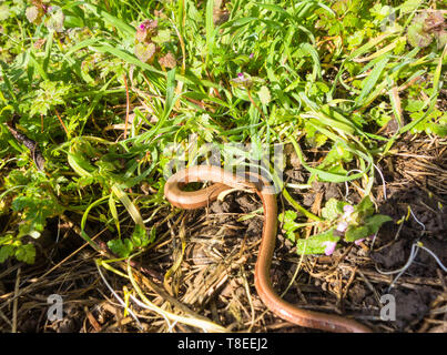 Female Slow Worm (Anguis fragilis) monitoring being carried out early morning whilst still inactive, Woolhope Herefordshire England UK. February 2019 Stock Photo