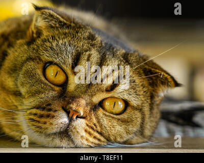 brown stripped scottish fold cat against a blurred background Stock Photo
