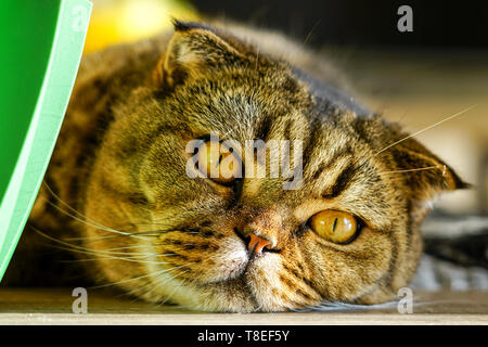 brown stripped scottish fold cat against a blurred background Stock Photo