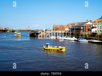 The Summer Queen Esk Belle III and Dash yellow  pleasure boats in Whitby Harbour on a sunny spring day. Stock Photo