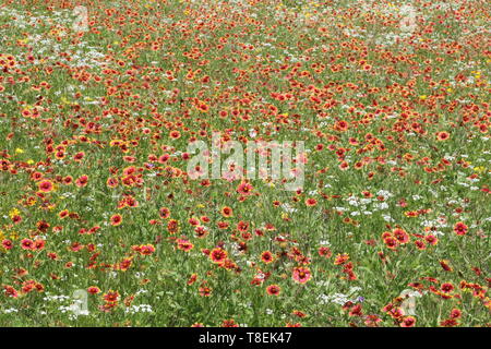 Meadow full of white, yellow and red wildflowers in Texas Stock Photo