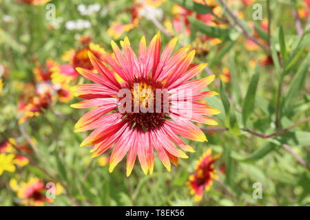Close up of an Indian Blanket flower in a field of wildflowers in full sun Stock Photo