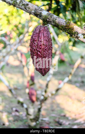 Close up of cacao on tree in a cacao farm in Ecuador Stock Photo