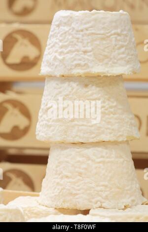 France, Saone et Loire, Hurigny, Chevenet cheese dairy, Maconnais (AOP cheeses made from raw goat's milk) Stock Photo