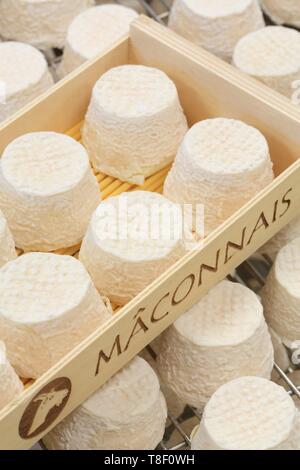 France, Saone et Loire, Hurigny, Chevenet cheese dairy, Maconnais (AOP cheeses made from raw goat's milk) Stock Photo