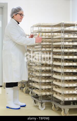 France, Saone et Loire, Hurigny cheese Chevenet, manufacturing Maconnais (AOP cheese with raw goat's milk), cellar maturing Stock Photo