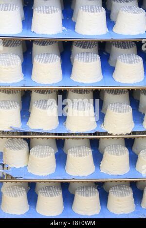 France, Saone et Loire, Hurigny, Chevenet cheese dairy, cheese making (AOP cheese with raw goat milk), maturing Stock Photo