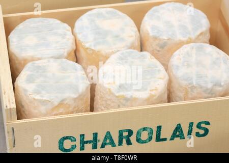 France, Saone et Loire, Hurigny cheese Chevenet, Charolais (cheeses with raw goat's milk AOP) Stock Photo