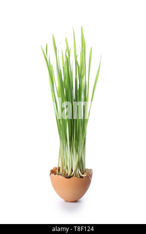 Sprouted wheat grass in egg shell on white background Stock Photo
