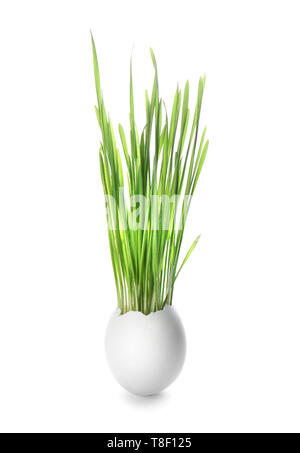 Sprouted wheat grass in egg shell on white background Stock Photo