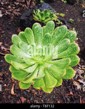 Close-up view of a wet green Aeonium Succulent with drops Stock Photo